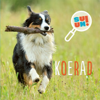 Koerad